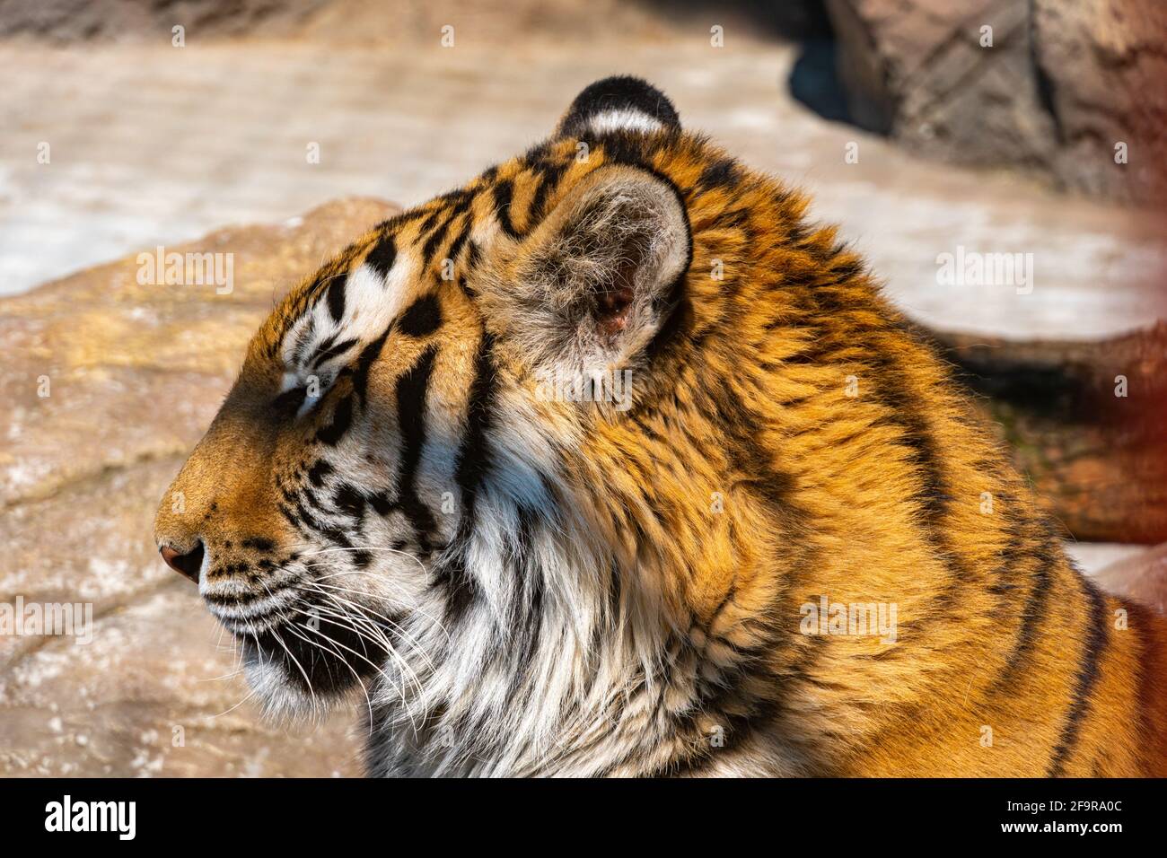 Tête de tigre du Bengale gros plan, tigre du bengale regarde autour à la recherche de proies Banque D'Images