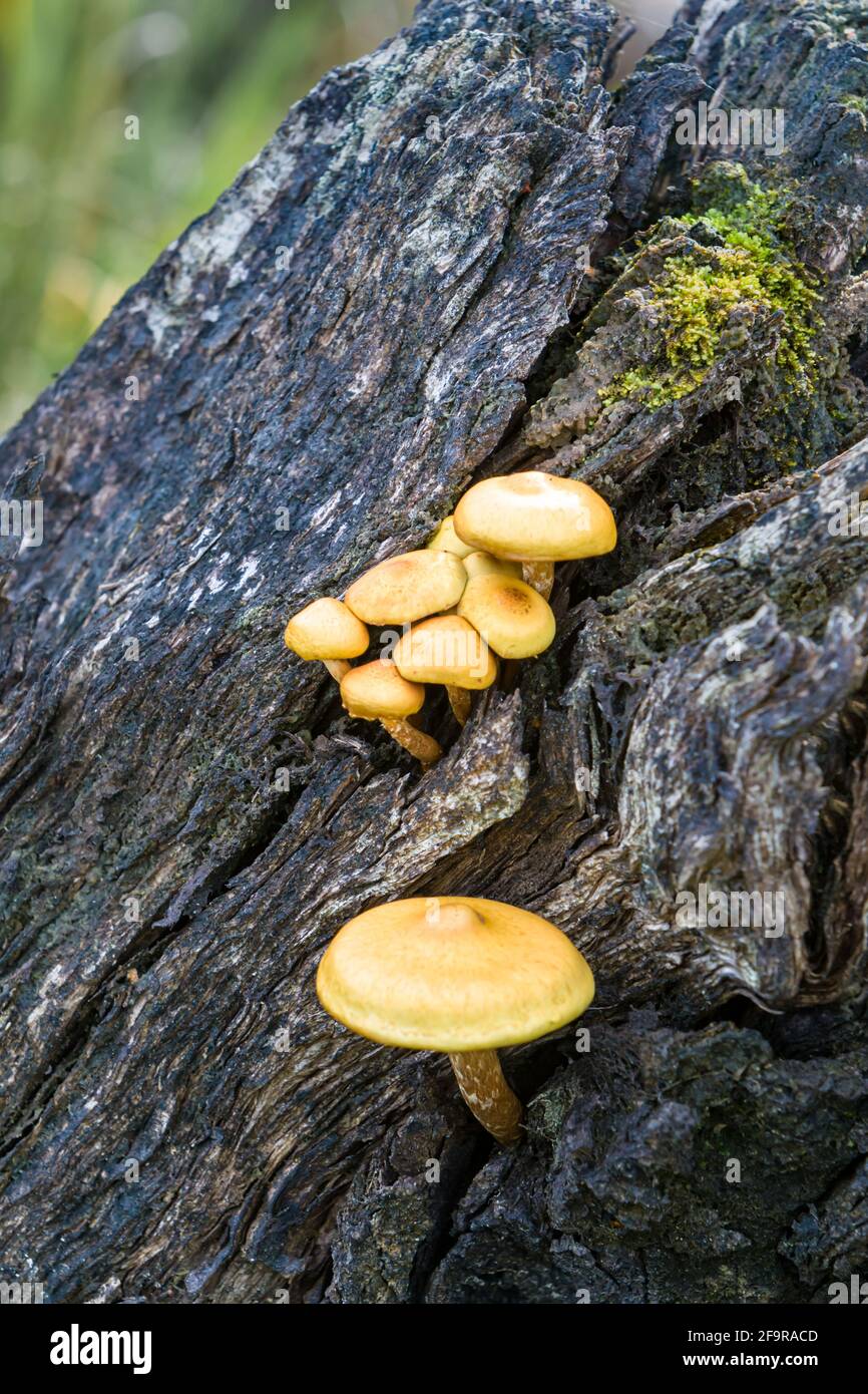 Champignons de Kuehneromyces mutabilis gainés poussant sur le bois mort dans Les Highlands d'Écosse Banque D'Images