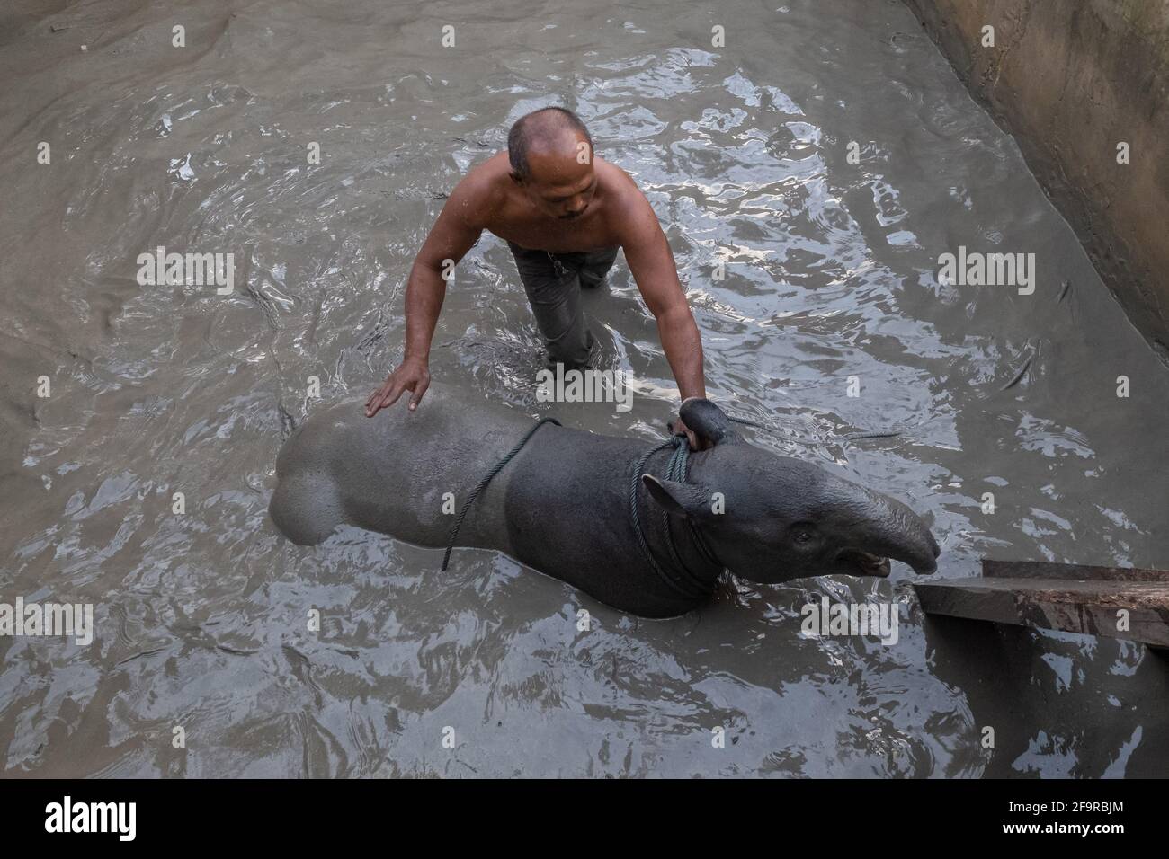 Pekanbaru, province de Riau, Indonésie. 20 avril 2021. Des résidents et des officines forment le Centre de conservation des ressources naturelles (BBKSDA) qui sauvent un tapir malayan, après qu'il est tombé dans l'étang à poissons d'un villageois à Pekanbaru, Riau .Malayan tapir, une espèce en voie de disparition sur la liste rouge de l'Union internationale pour la conservation de la nature (UICN). Credit: Afrianto Silalahi/ZUMA Wire/Alamy Live News Banque D'Images