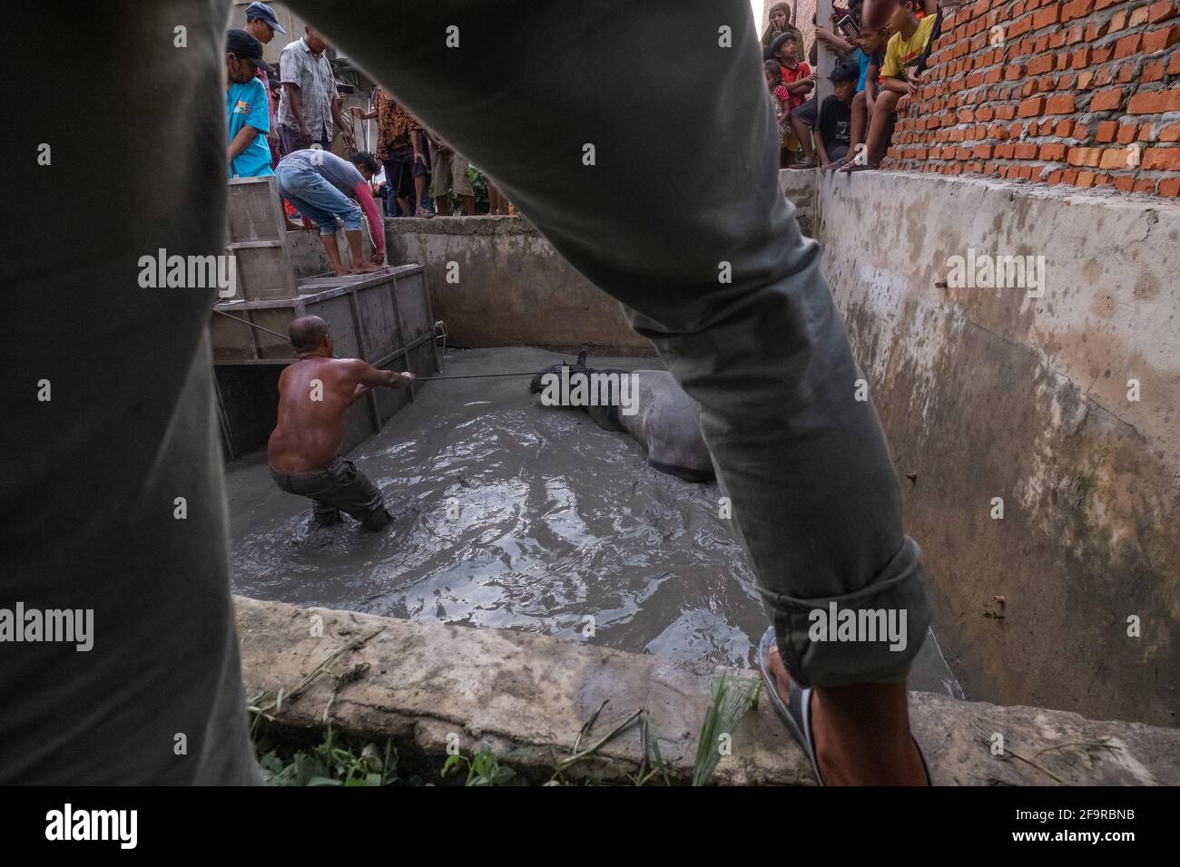 Pekanbaru, province de Riau, Indonésie. 20 avril 2021. Des résidents et des officines forment le Centre de conservation des ressources naturelles (BBKSDA) qui sauvent un tapir malayan, après qu'il est tombé dans l'étang à poissons d'un villageois à Pekanbaru, Riau .Malayan tapir, une espèce en voie de disparition sur la liste rouge de l'Union internationale pour la conservation de la nature (UICN). Credit: Afrianto Silalahi/ZUMA Wire/Alamy Live News Banque D'Images