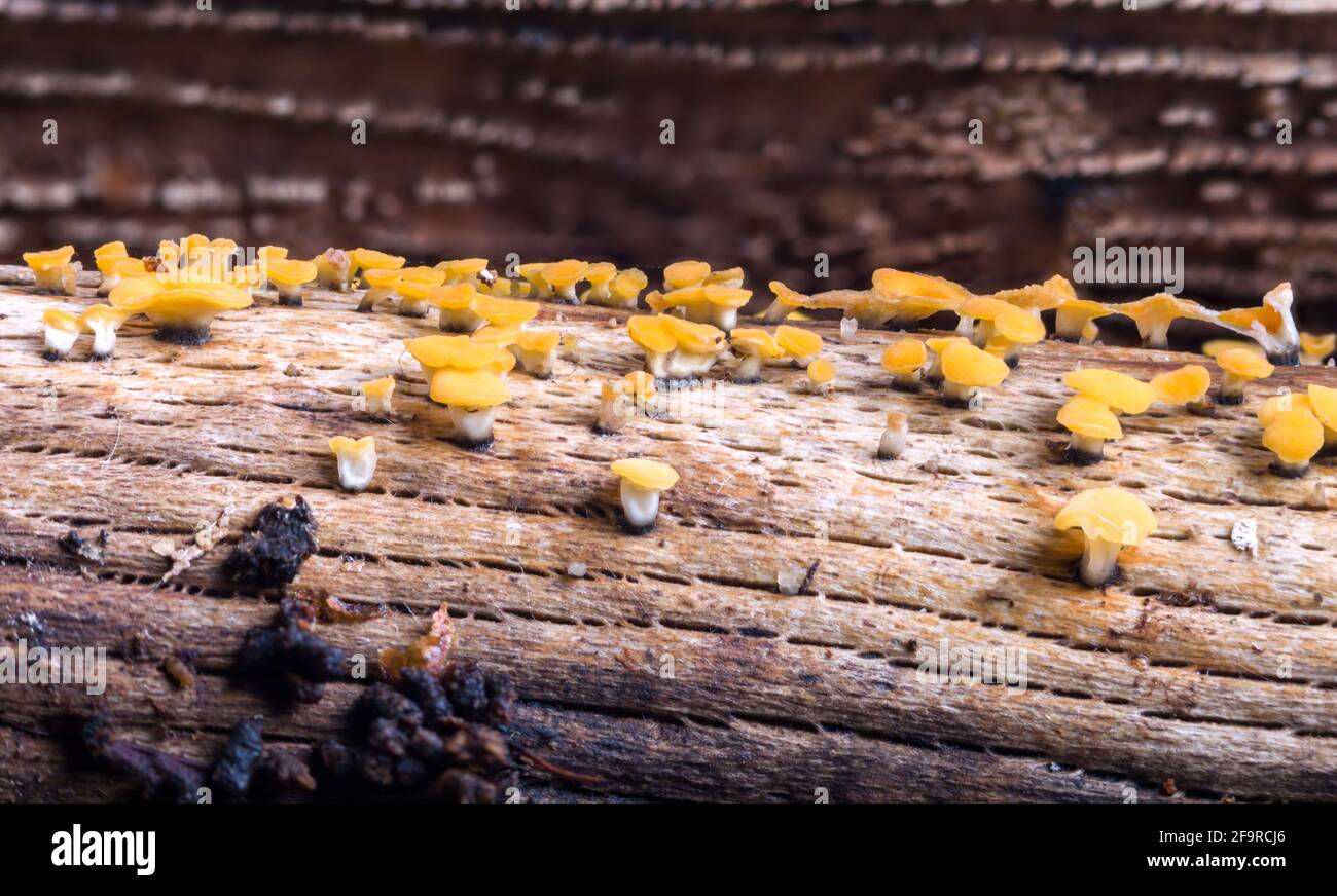 Citron disco Bisporella citrina champignons poussant sur une branche morte Dans les Highlands d'Écosse Banque D'Images