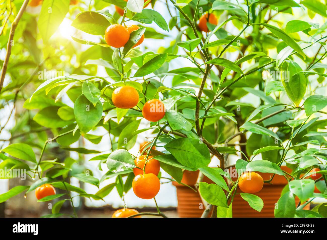 Mandarine dans une casserole avec fruits orange mûrs une serre Banque D'Images