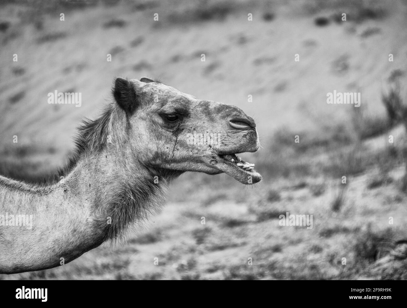 Chameaux dans le désert, Ras al-Khaimah, Émirats arabes Unis, Asie Banque D'Images