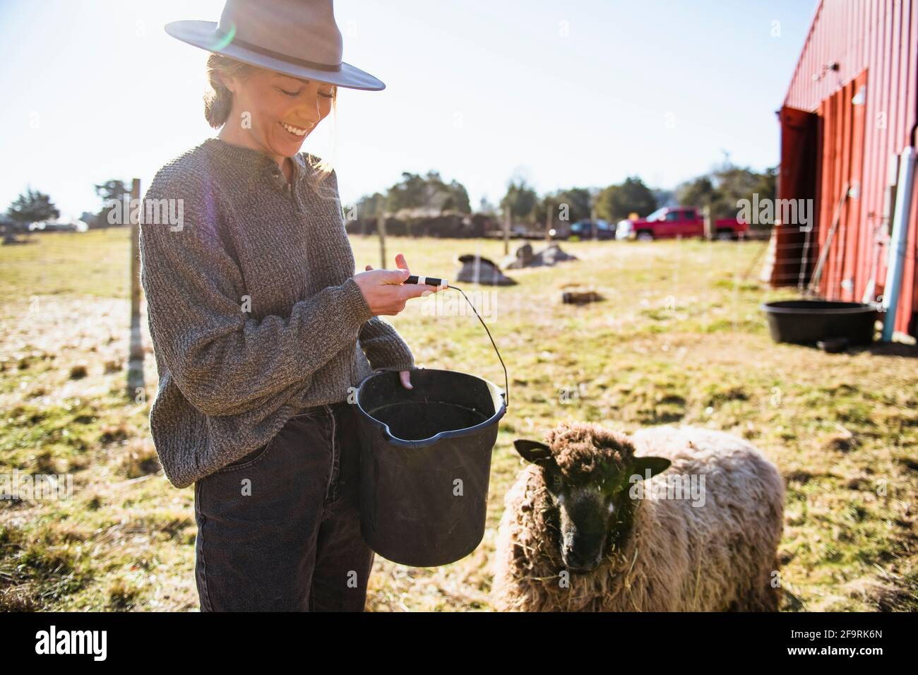 Femme travaillant à la ferme avec une grange rouge nourrissant des moutons Banque D'Images