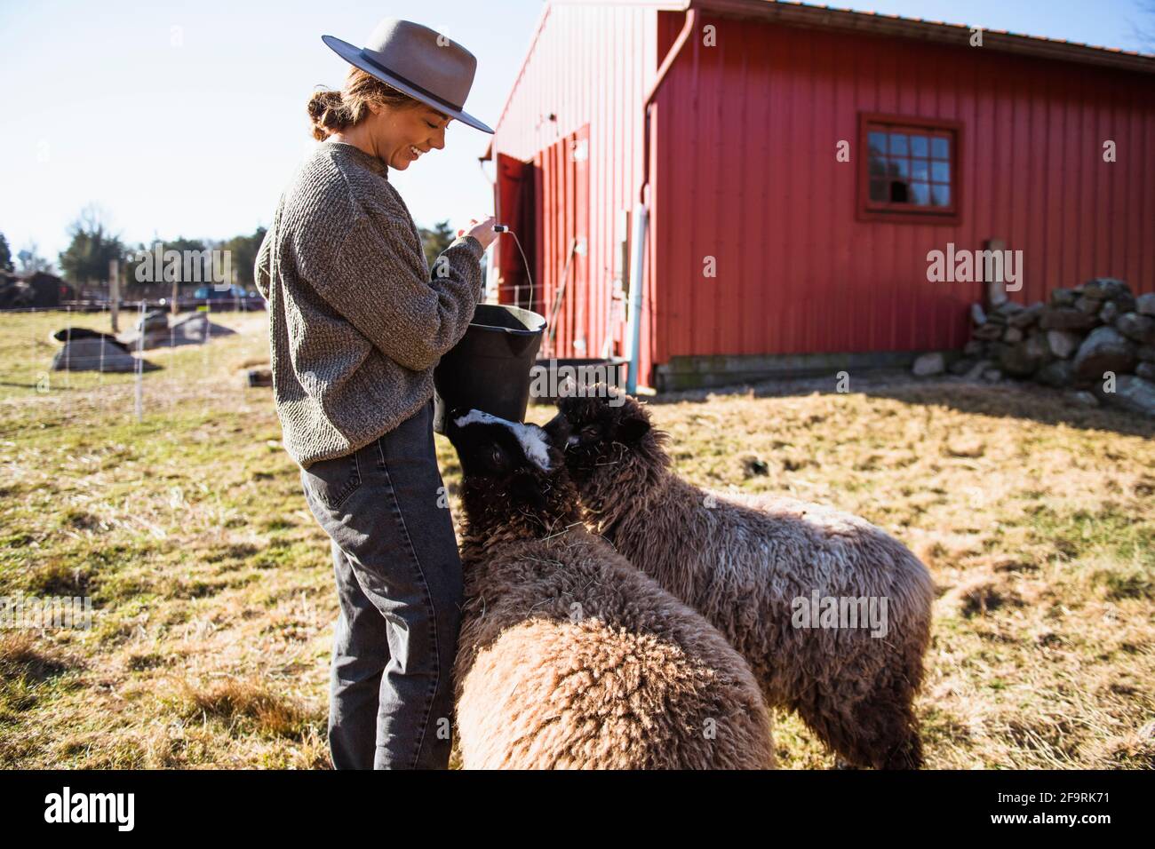 Femme travaillant à la ferme avec une grange rouge nourrissant des moutons Banque D'Images