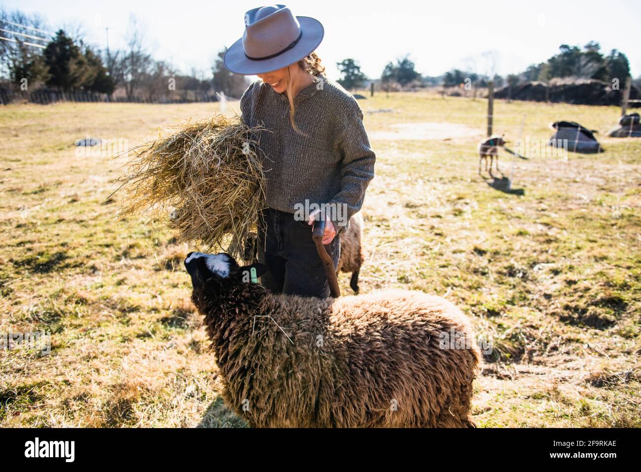 Femme avec du foin travaillant à la ferme nourrissant des moutons Banque D'Images