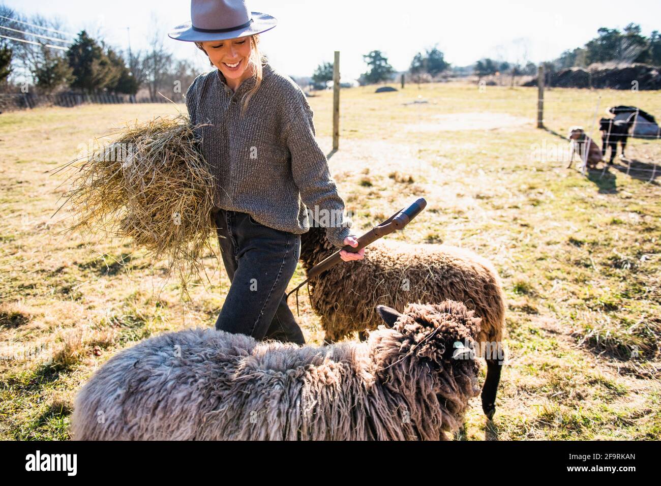 Femme avec foin et fourche travaillant sur la ferme nourrissant des moutons Banque D'Images