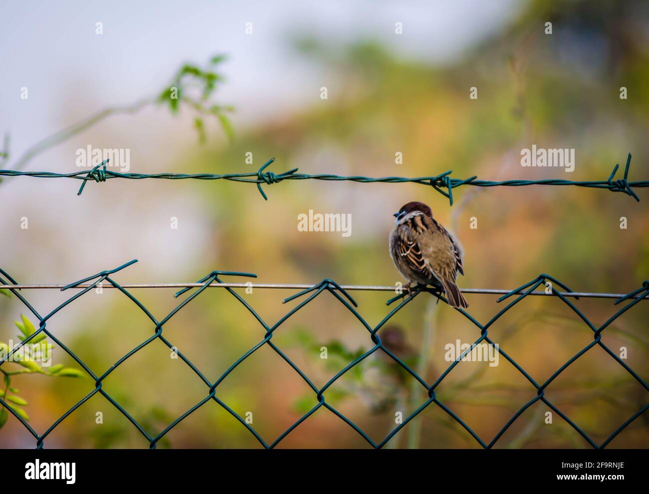Novi Sad, Serbie - octobre 27. 2019: Pépinière dans la banlieue de Novi Sad. Un moineau sur un fil tressé dans son environnement naturel. Banque D'Images