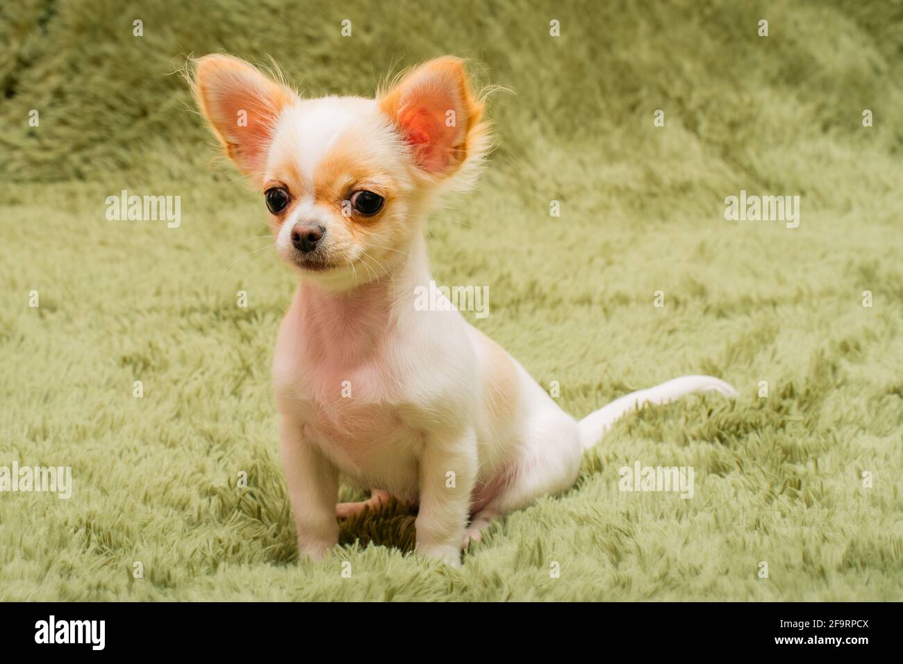 Chiot Chihuahua sur une couverture moelleuse. Blanc avec des taches rouges chien chihuahua à la maison. Concept animaux. Banque D'Images