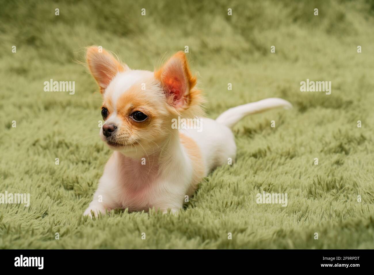 Chiot Chihuahua sur une couverture moelleuse. Blanc avec des taches rouges chien chihuahua à la maison. Concept animaux. Banque D'Images