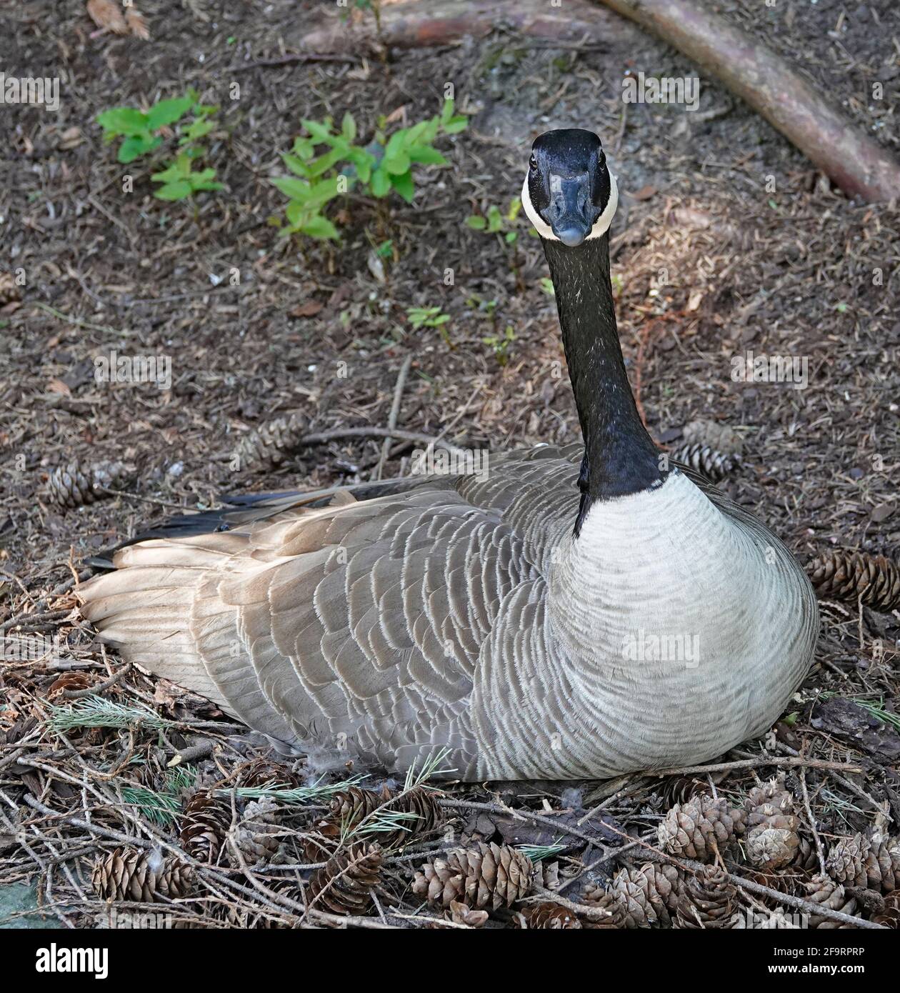 Une femelle de la Bernache du Canada est assise sur un nid d'œufs sur la rive d'un petit étang à Portland, en Oregon. Banque D'Images