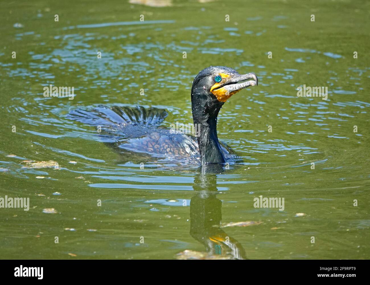 Portrait d'un coromant à double crête, Phalacrocorax auritus, dans un étang d'eau douce de la vallée de Willamette, Oregon. Banque D'Images