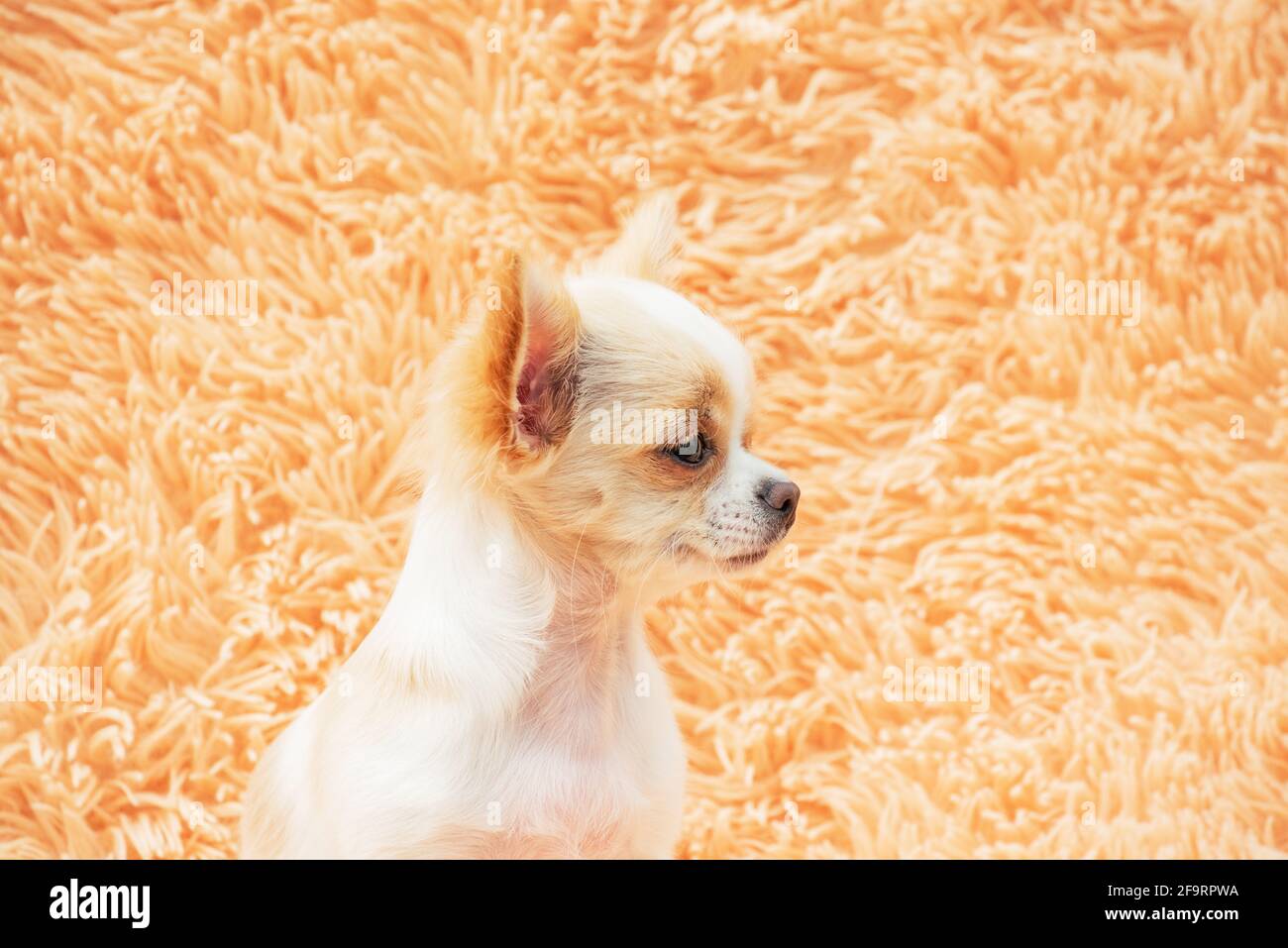 Chien Chihuahua sur une couverture moelleuse. chien chihuahua à la maison. Concept animaux. Banque D'Images