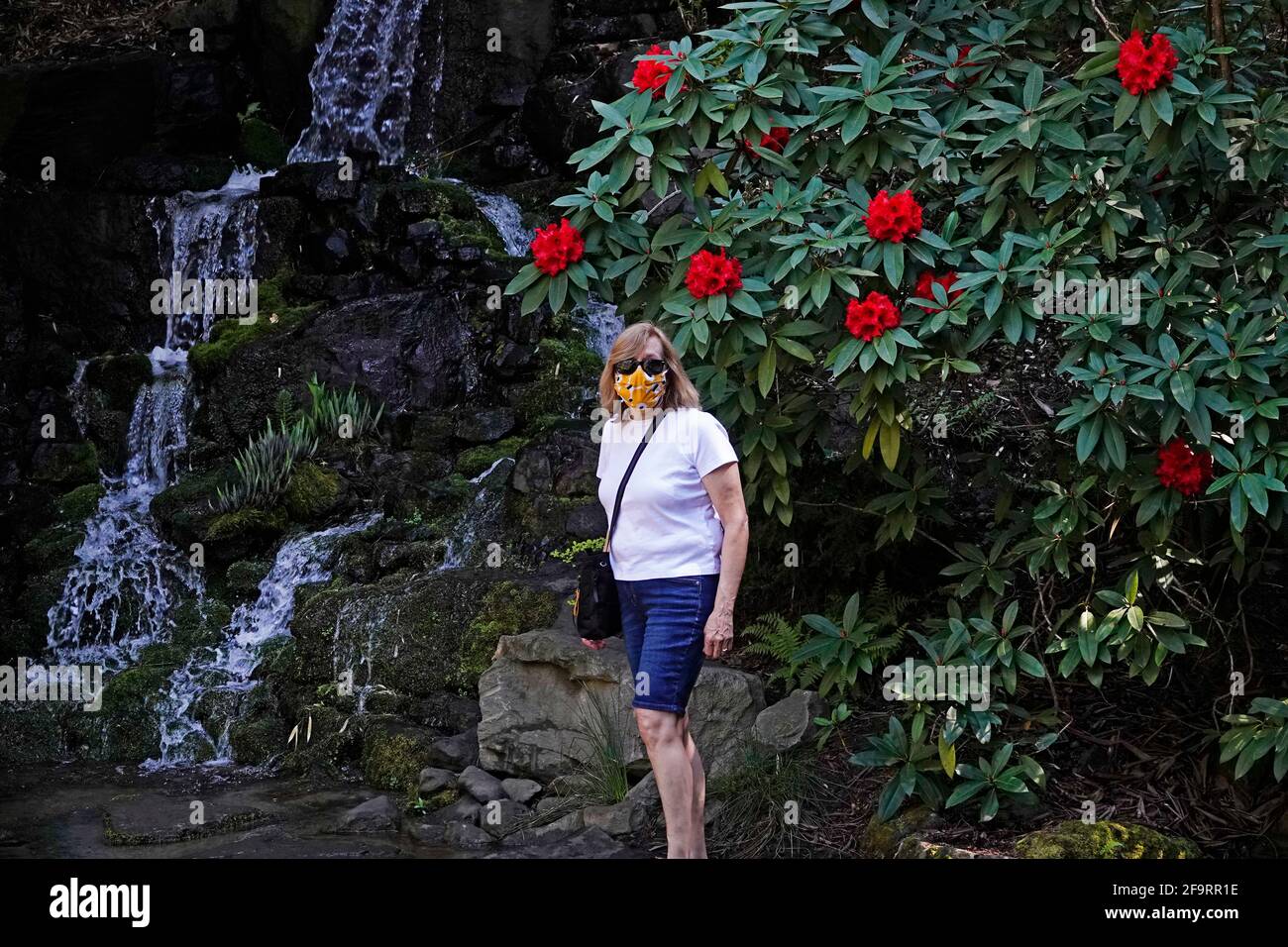 Un visiteur du Crystal Springs Rhododendron Garden de Portland, Oregon, se tient près d'une chute d'eau sur le jardin botanique de neuf hectares. Banque D'Images