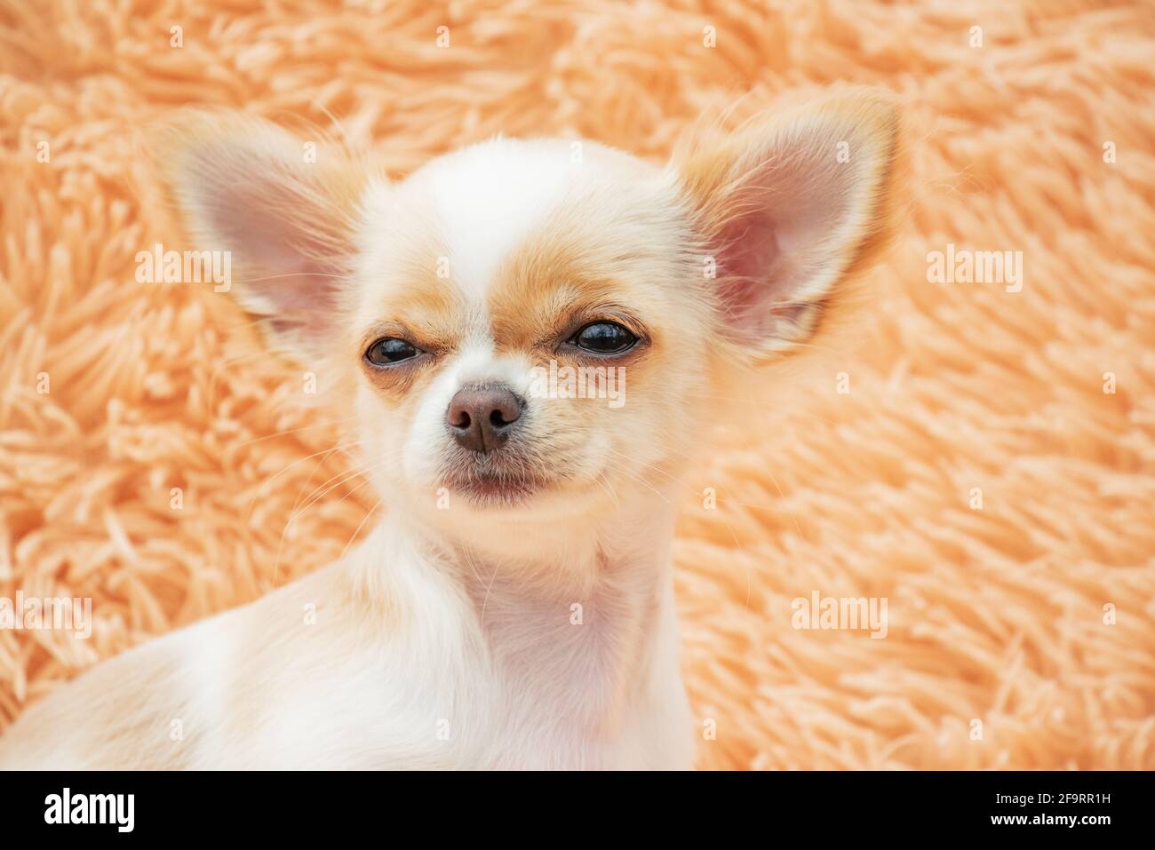 Chiot Chihuahua sur une couverture moelleuse. Blanc avec des taches rouges chien chihuahua à la maison. Concept animaux. Banque D'Images