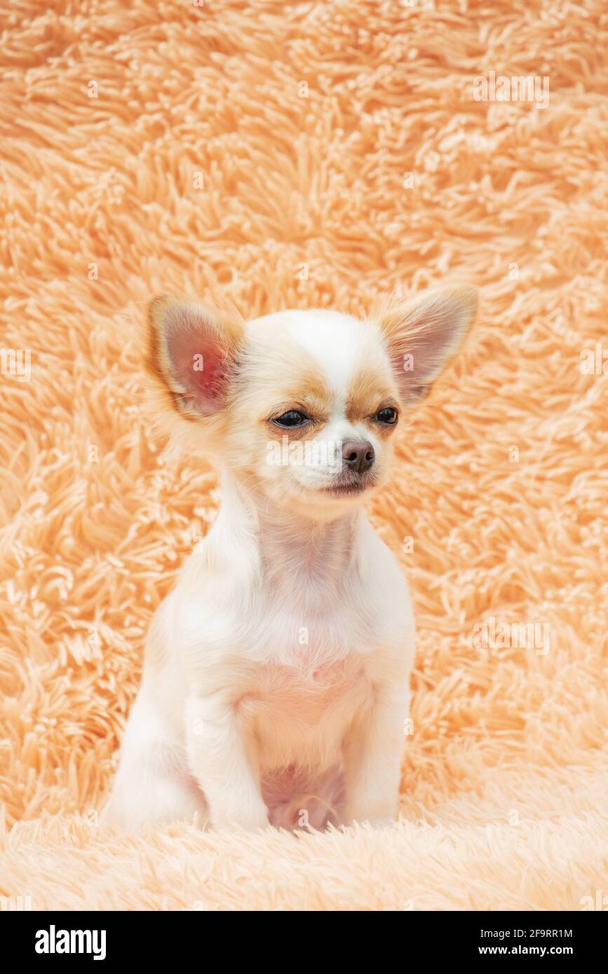 Chiot Chihuahua sur une couverture moelleuse. Blanc avec des taches rouges chien chihuahua à la maison. Concept animaux. Banque D'Images