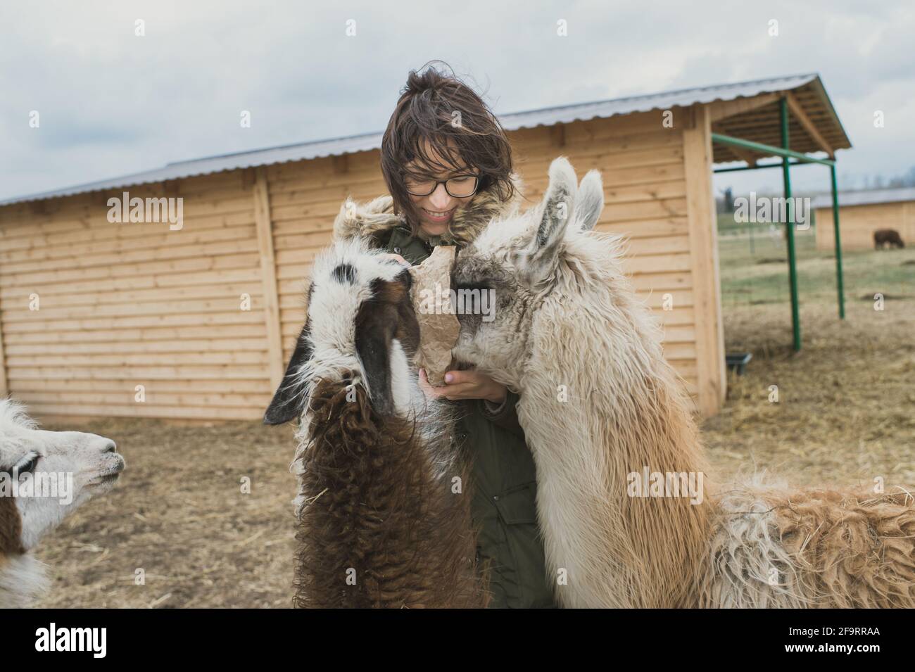 Jeune animal amant femme nourrissant bébé lamas de 1 an sur une ferme écologique Banque D'Images