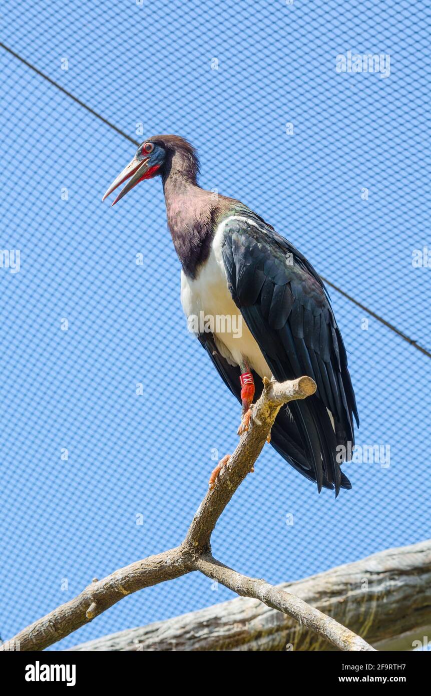 Stork à ventre blanc - stok abdil - stok simbil (Ciconia abdimii) Banque D'Images