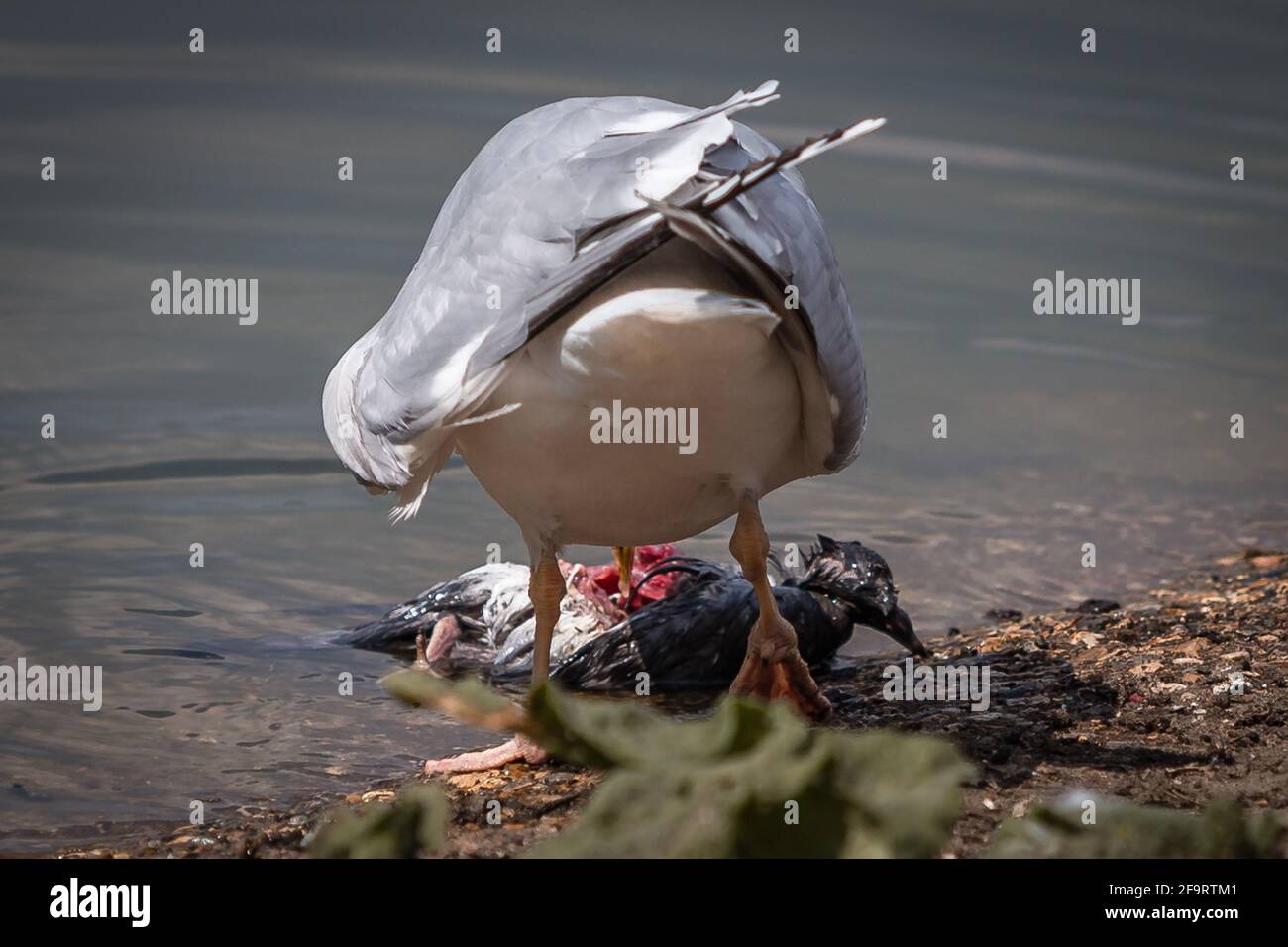 Un mouette se nourrit d'un pigeon mort dans un parc de Londres. Banque D'Images