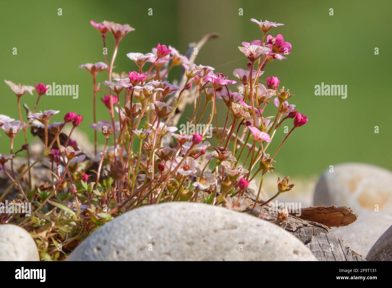 de jolies fleurs alpines poussent au printemps dans une rocaillerie de jardin Banque D'Images