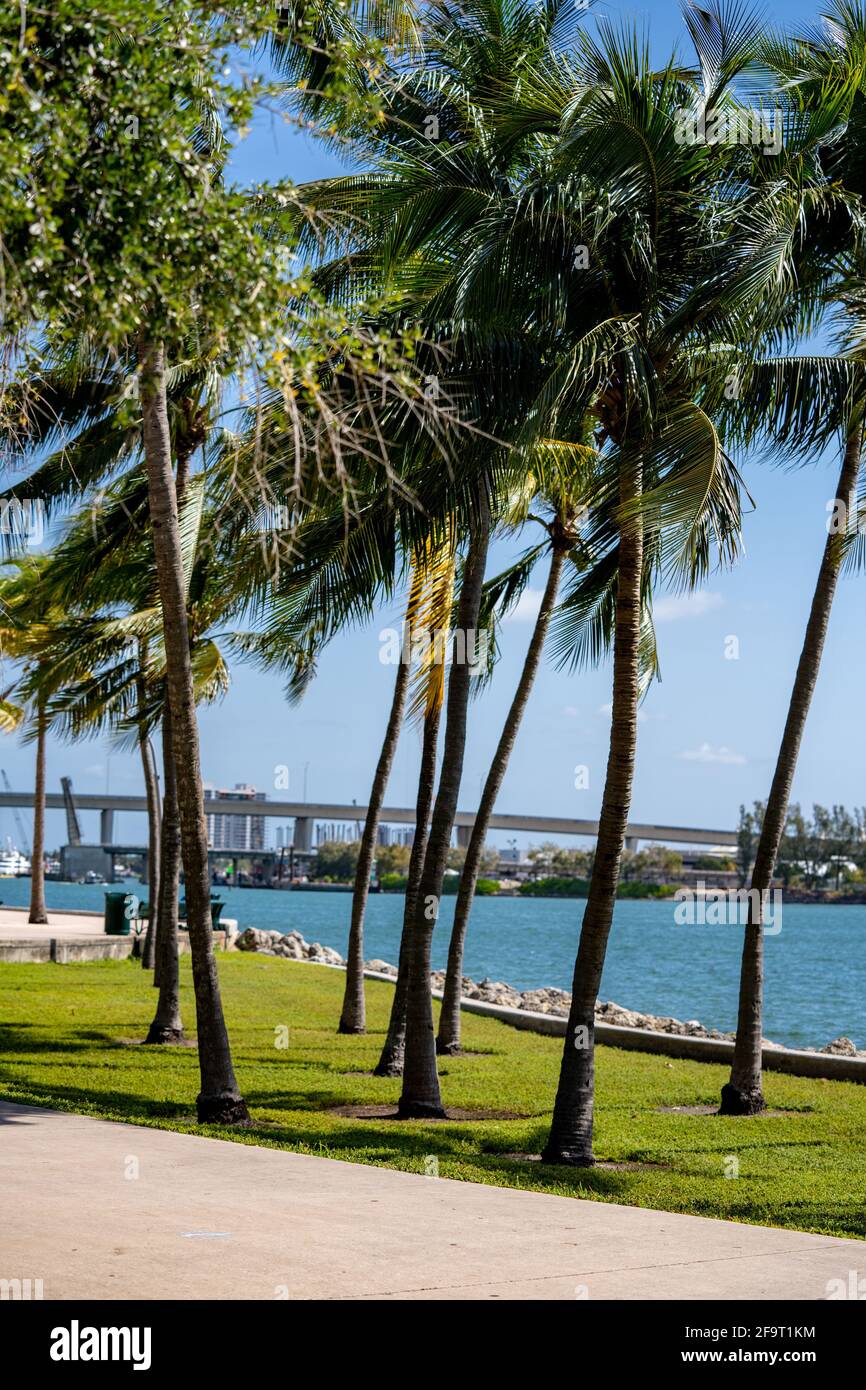 Palm Tree Park, centre-ville de Miami, Floride Banque D'Images