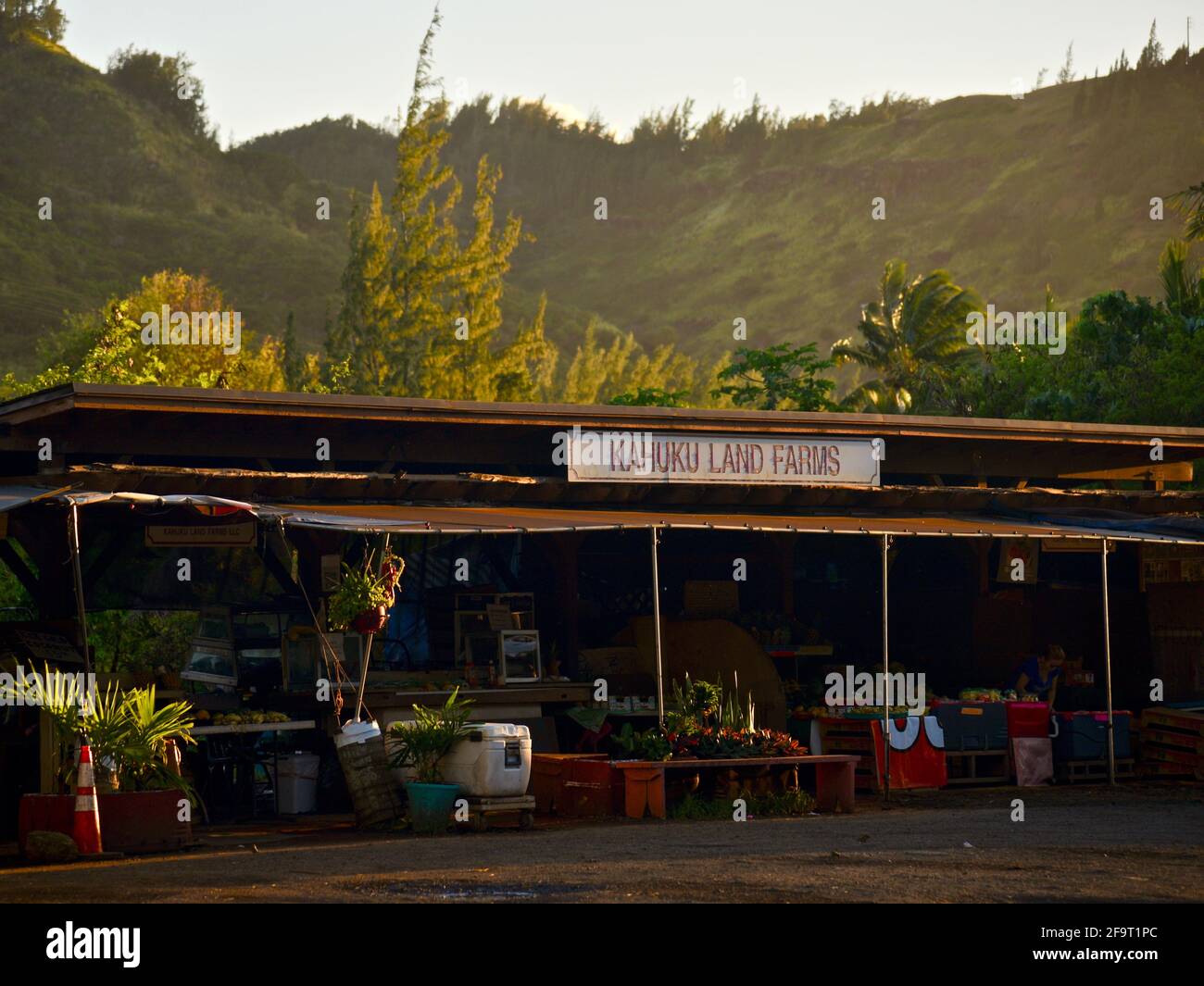 Des jeunes couples magasinent au coucher du soleil sur le stand de marché de la ferme situé sur le bord de la route à Kahuku Land Farms, sur la rive nord d'Oahu, près de Turtle Bay Resort, Hawaii, États-Unis Banque D'Images