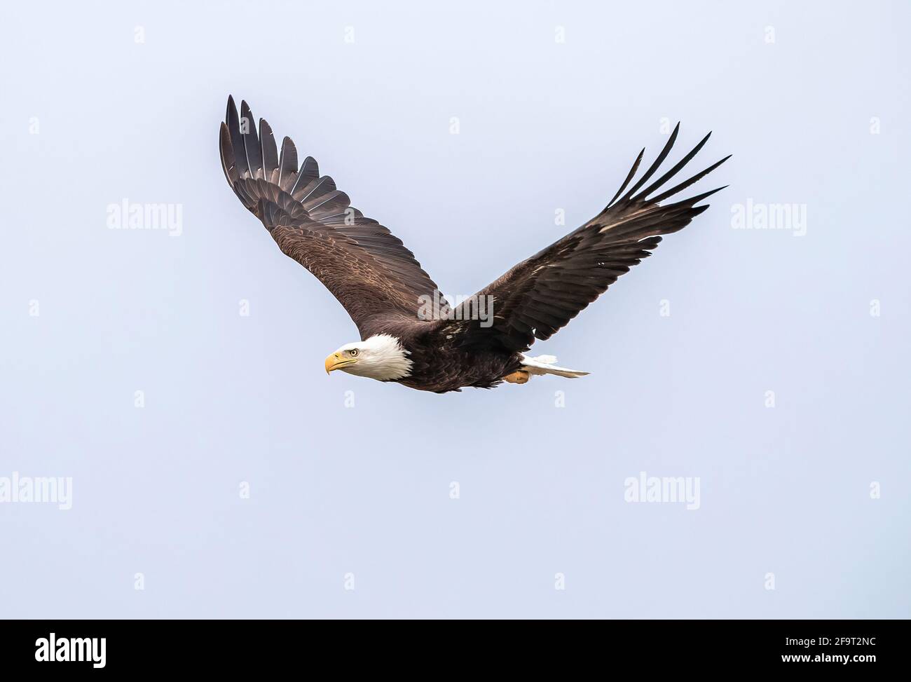 Gros plan d'un aigle à tête blanche s'approchant dans un ciel bleu pâle volant avec des ailes ouvertes. Banque D'Images