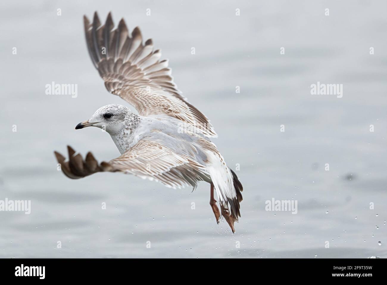 Une mouette commune est en train de se retirer. Banque D'Images