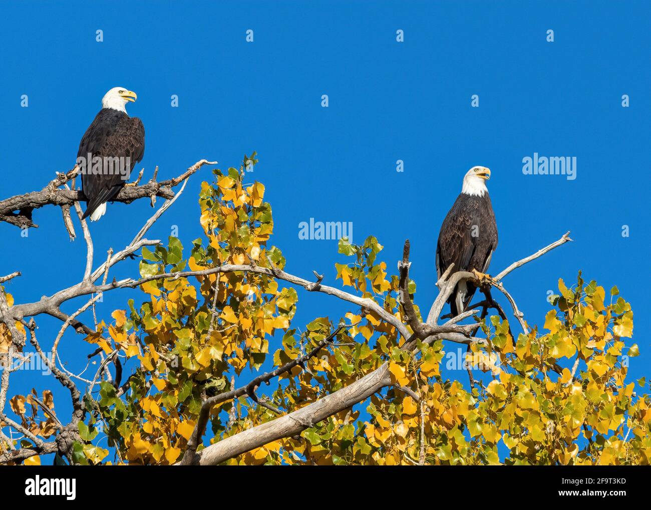 Portrait de deux pygargues à tête blanche, une paire jumelée, perchée au sommet d'un grand arbre de Cottonwood en automne, contre un beau ciel bleu. Banque D'Images