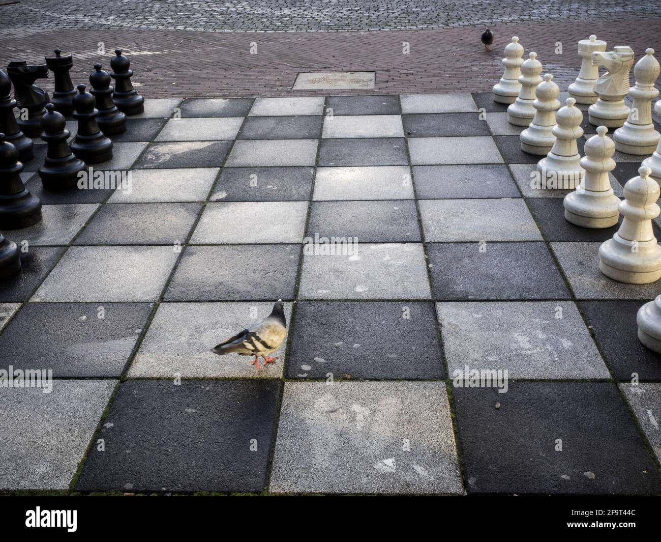 Un pigeon se promène parmi les pièces d'un jeu d'échecs de rue à Amsterdam. Banque D'Images