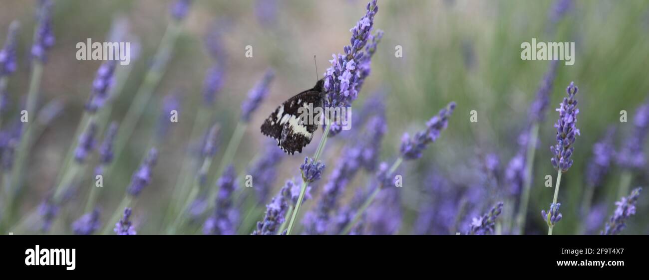 Papillon sur fleur de lavande. valensole france Banque D'Images