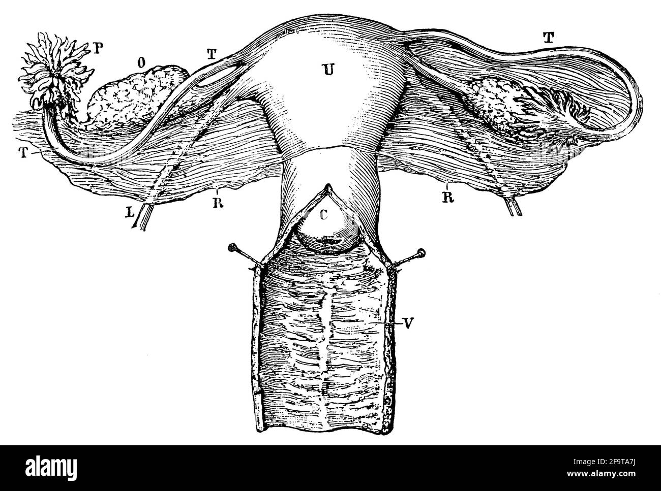 Organes génitaux internes des femmes. Illustration du 19e siècle. Allemagne. Arrière-plan blanc. Banque D'Images