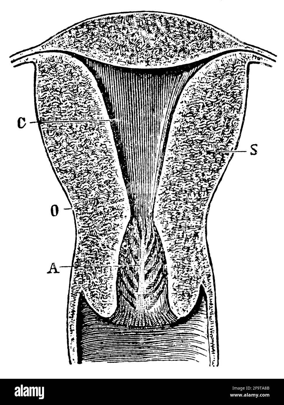 Section verticale à travers l'utérus d'une femme qui a donné naissance. Illustration du 19e siècle. Allemagne. Arrière-plan blanc. Banque D'Images