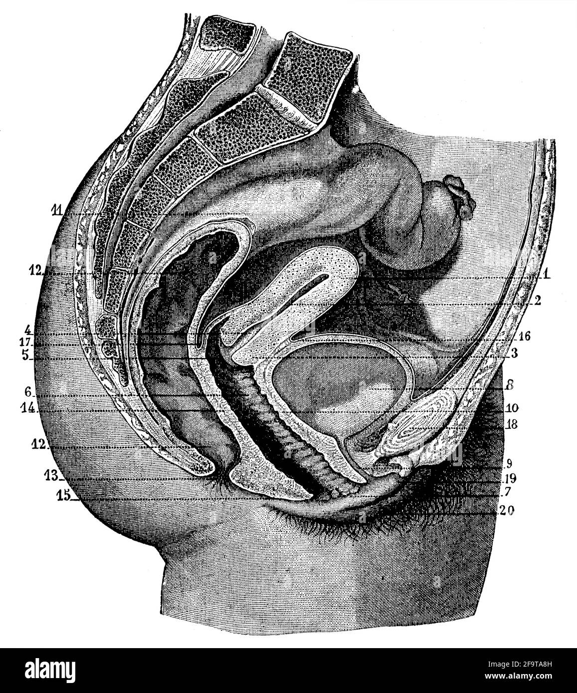 Le système reproducteur féminin (vue sagittale). Illustration du 19e siècle. Allemagne. Arrière-plan blanc. Banque D'Images