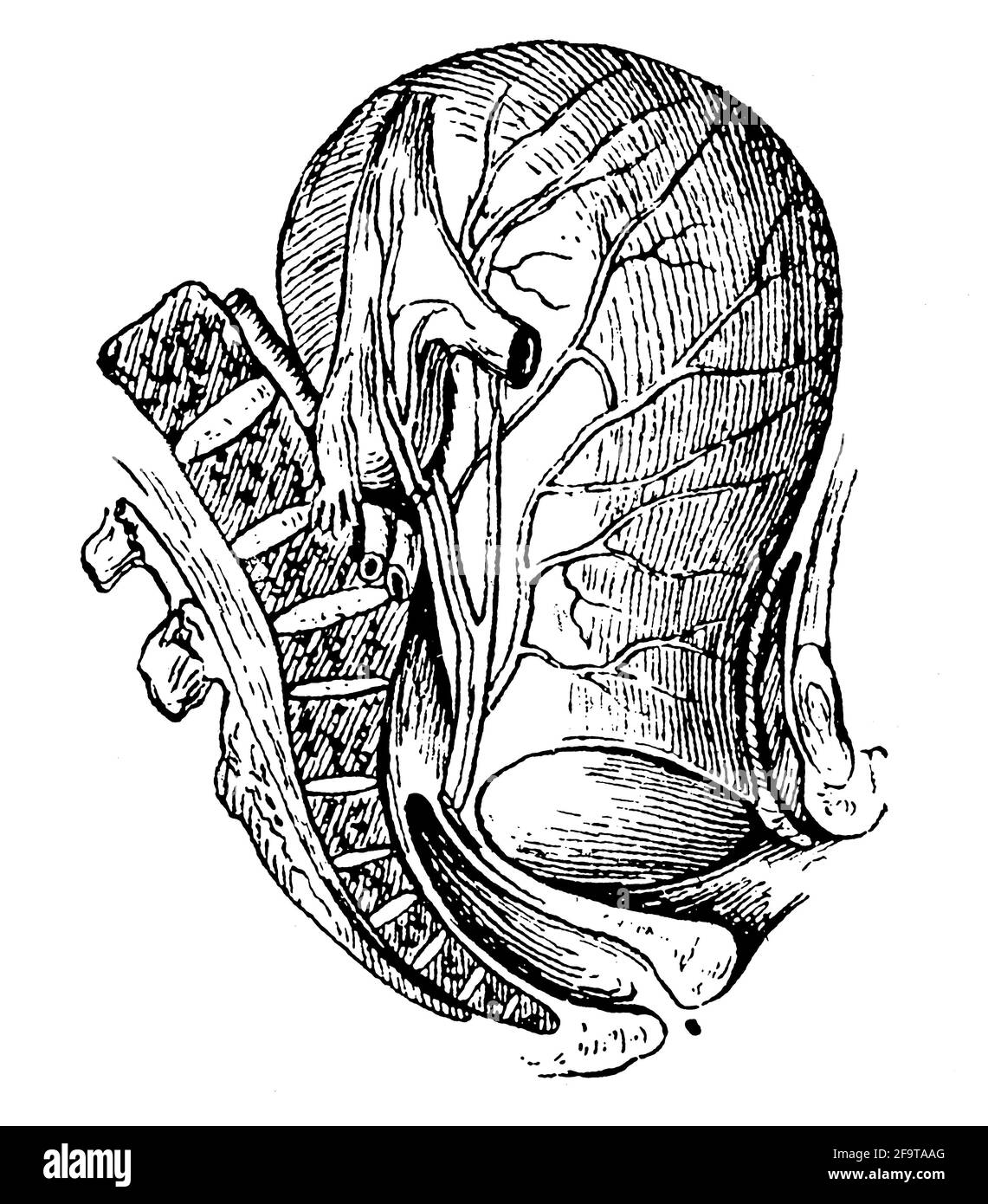 Forme de la vessie de la peau lorsque la bouche utérine s'agrandit immédiatement avant la naissance. Illustration du 19e siècle. Allemagne. Arrière-plan blanc. Banque D'Images
