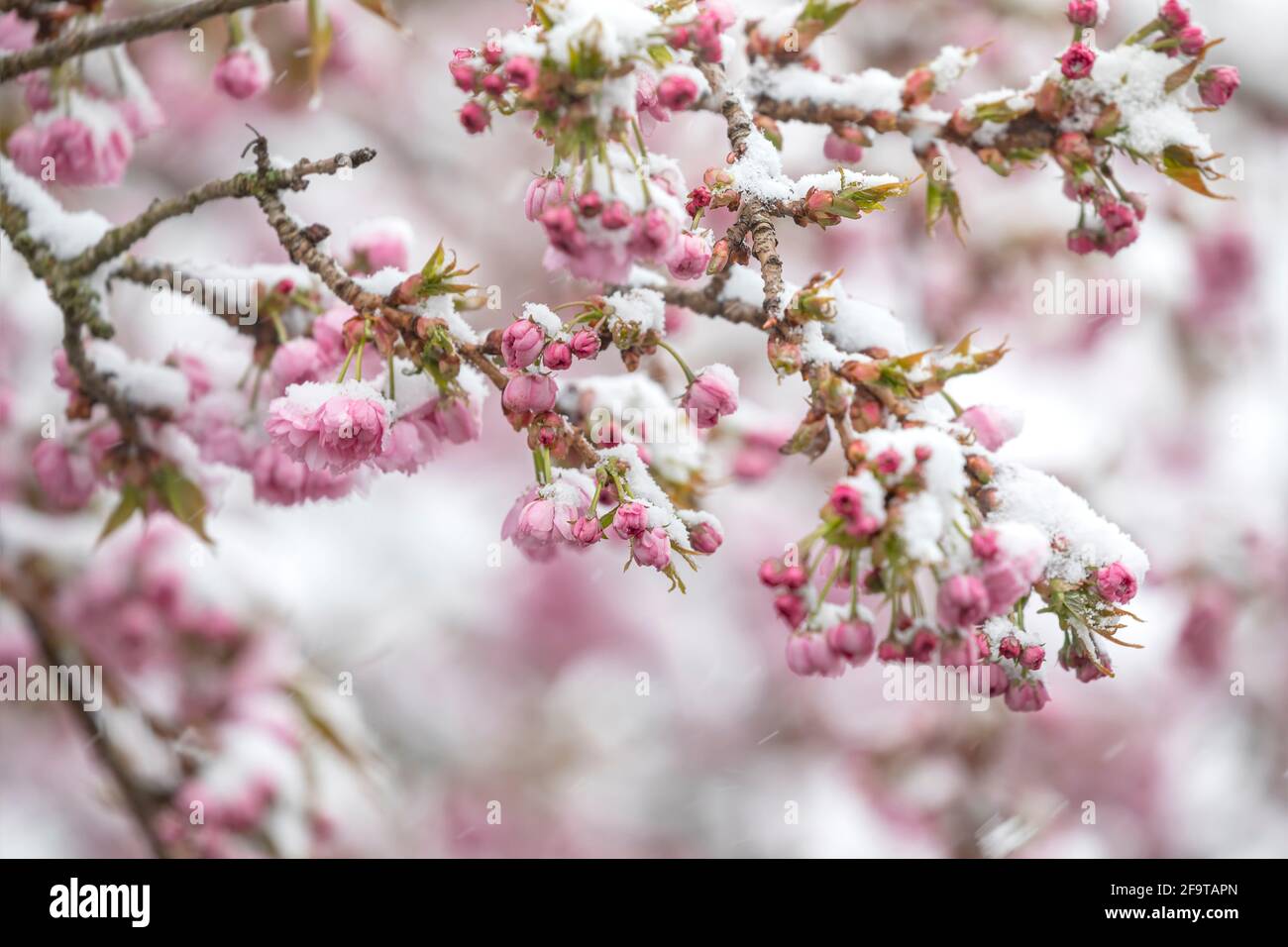 fleur de cerisier recouverte de neige au printemps Banque D'Images