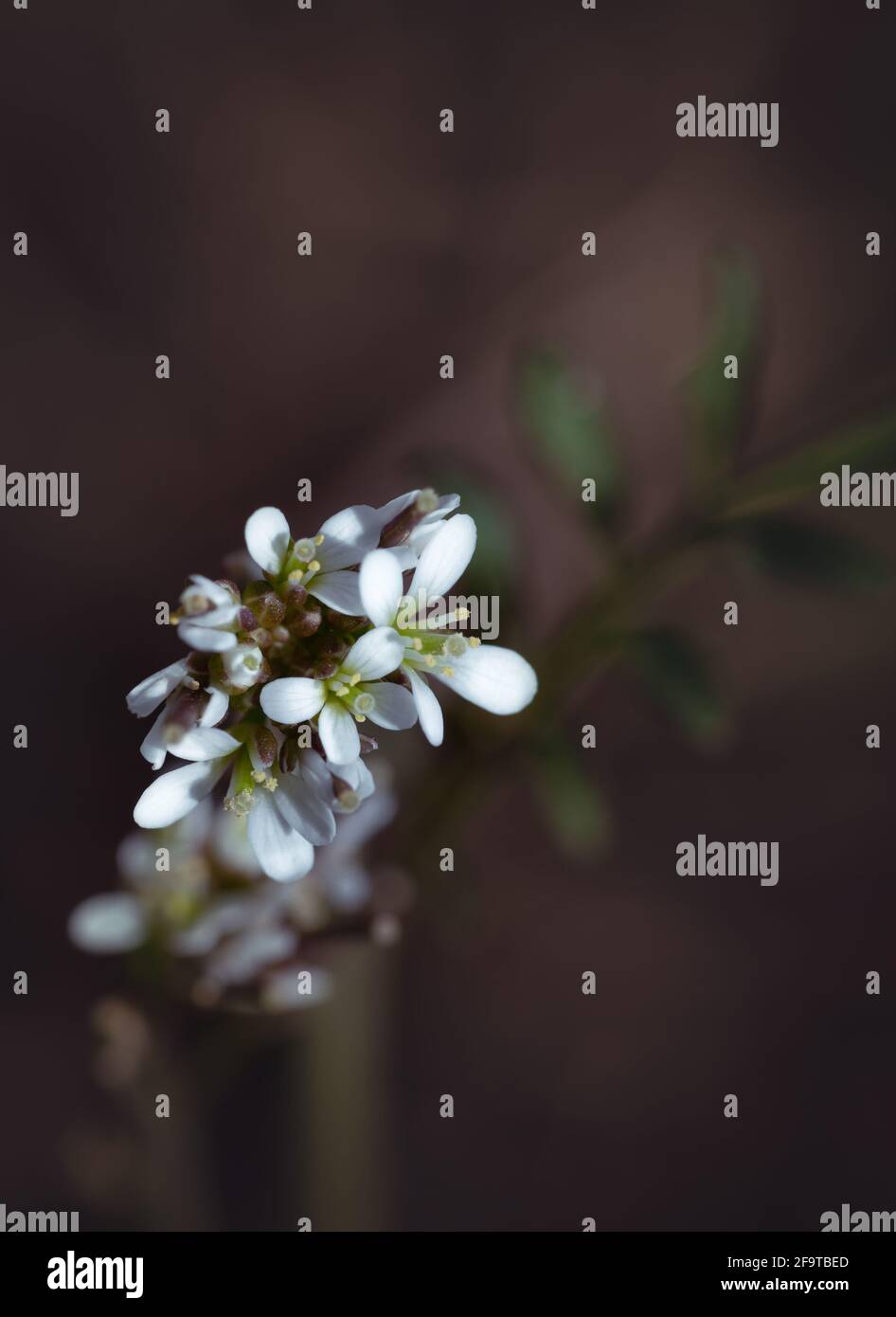 Petites fleurs blanches, vue de dessus Banque D'Images