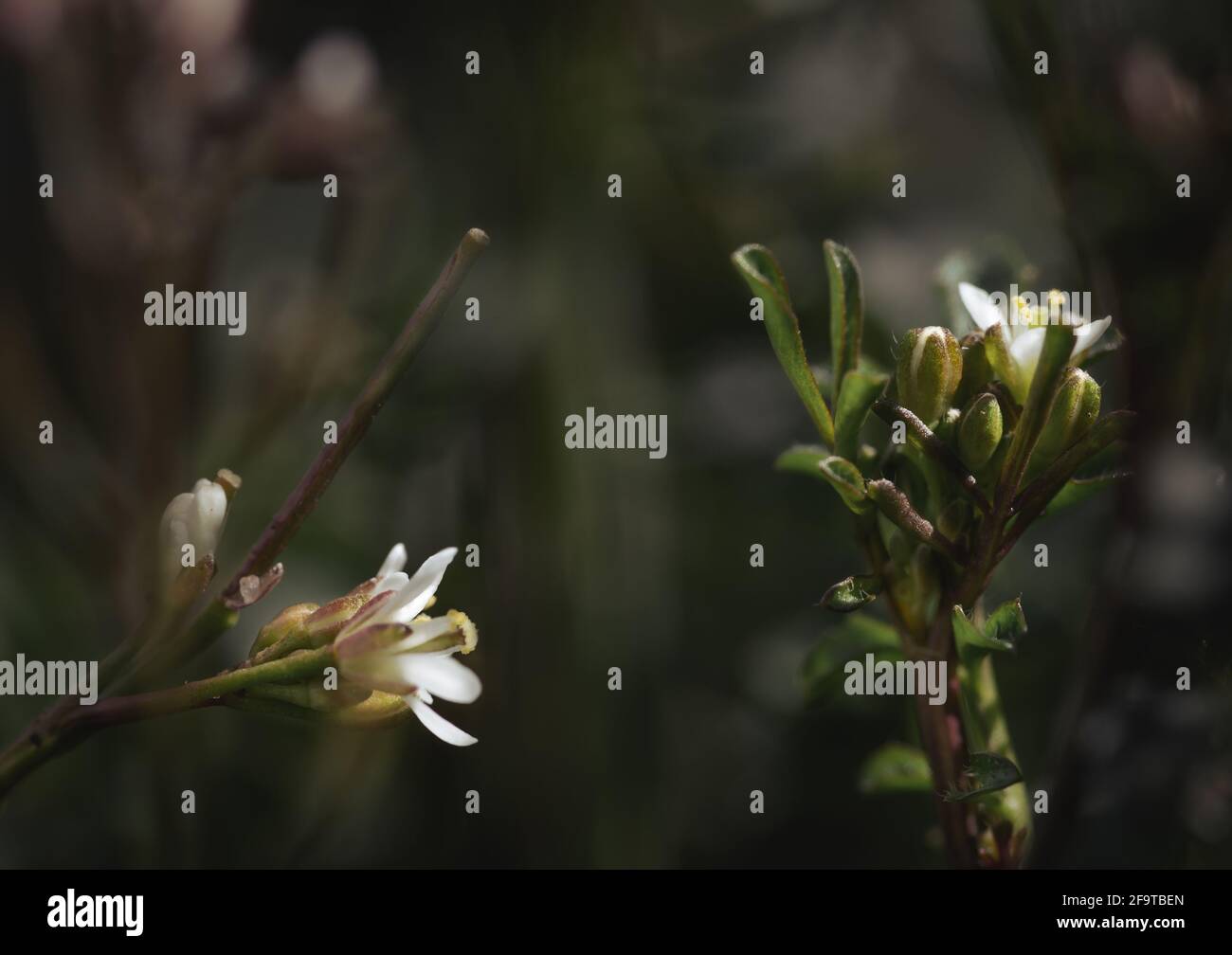 Petites fleurs blanches, vue latérale, fond vert Banque D'Images