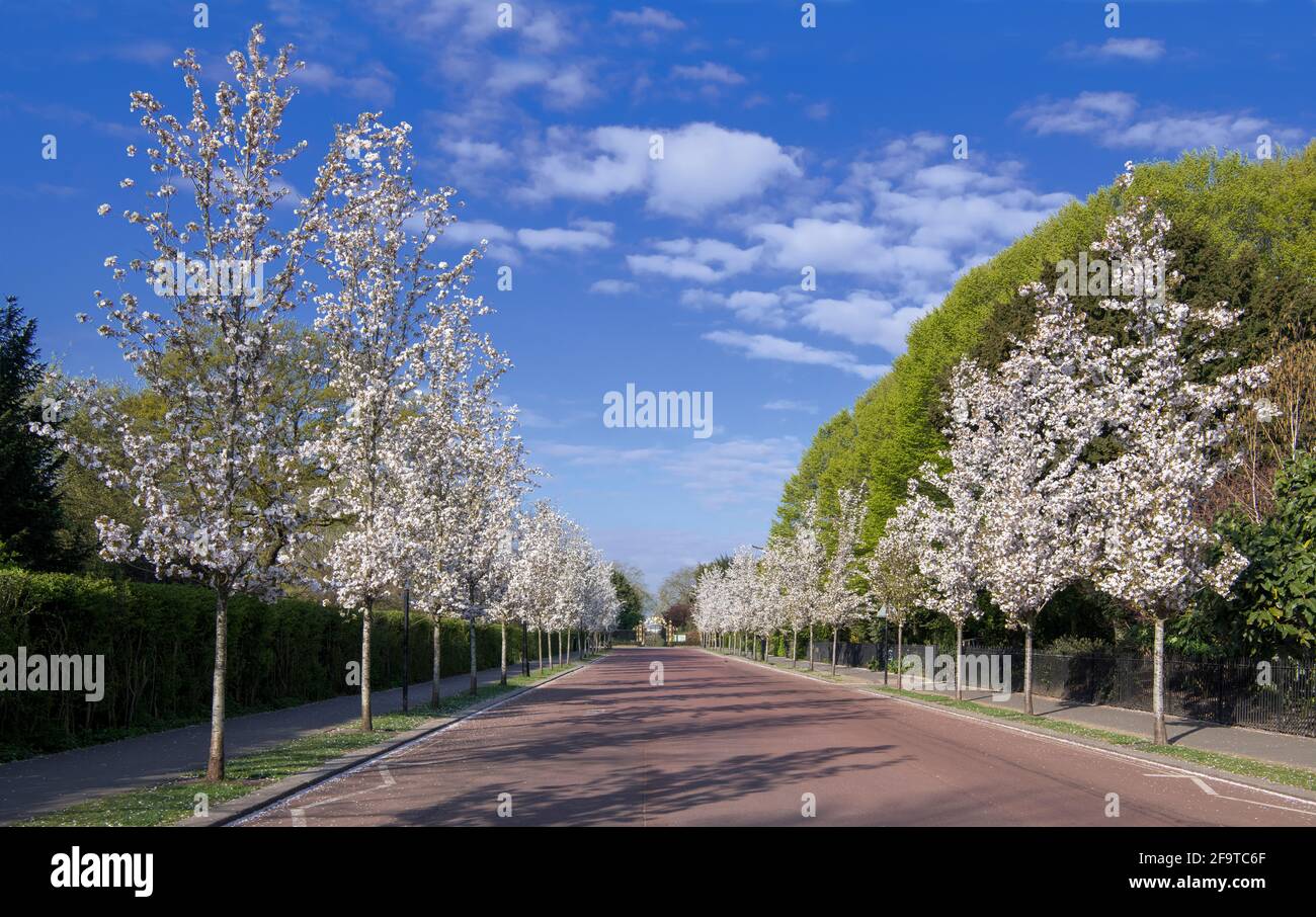 Chester Road bordée de cerisiers en fleurs de chaque côté de Regents Parc de Londres Banque D'Images