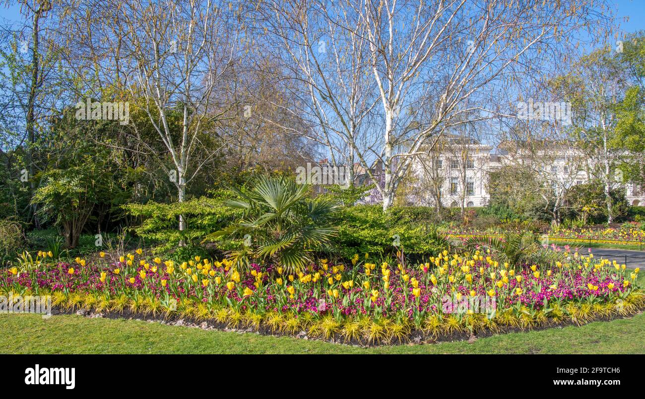 Lits de fleurs de printemps colorés avec tulipes jaunes et polyanthus pourpre Regents Park Londres Banque D'Images