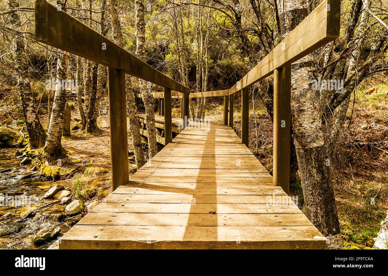 Pont en bois, passerelle au-dessus du ruisseau Teixedelo au printemps. Forêt d'El Tejedelo. Requejo de Sanabria. Zamora. Espagne. Banque D'Images