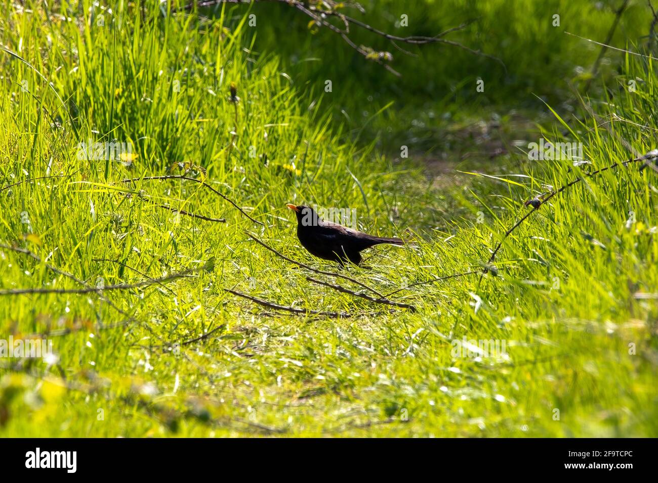Un blackbird debout entre l'herbe longue Banque D'Images