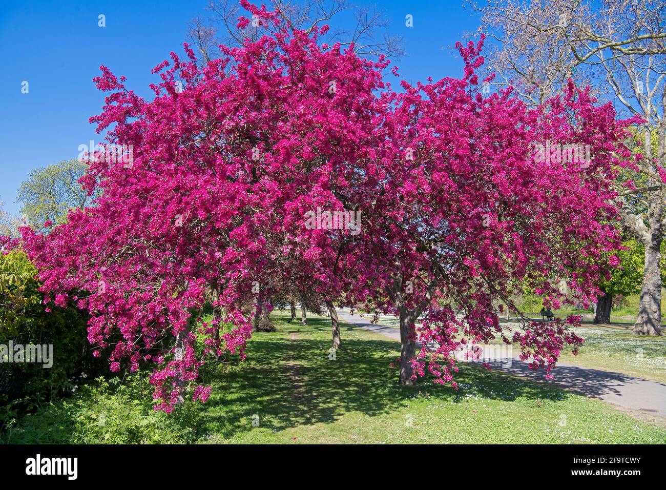 Spectaculaire grand arbre à fleurs de prune de cerise ou de prune de feuille pourpre Regents Park Londres Angleterre Banque D'Images