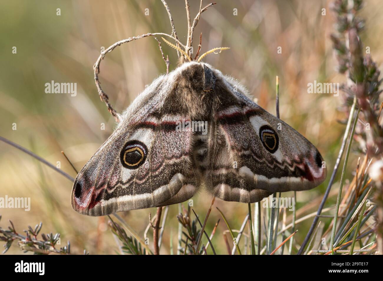 Moth Emperor (Saturnia pavonia), femelle fraîchement apparue dans la lande, Hampshire, Royaume-Uni Banque D'Images