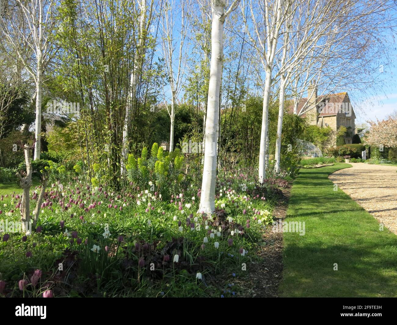 Une vue sur les fritillaries printanières qui poussent parmi les grands bouleaux minces dans le jardin de Kathy Brown lors d'une journée portes ouvertes en avril 2021. Banque D'Images