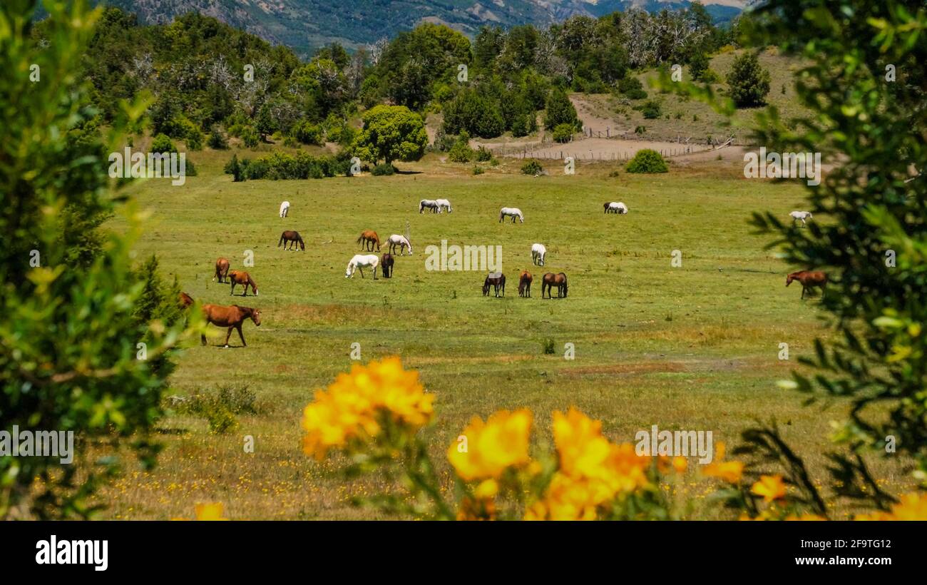 San Martinde los Andes paysage d'été. Quelques petites fleurs jaunes, quelques chevaux dans un pré vert et les mpuntains comme un fond Banque D'Images