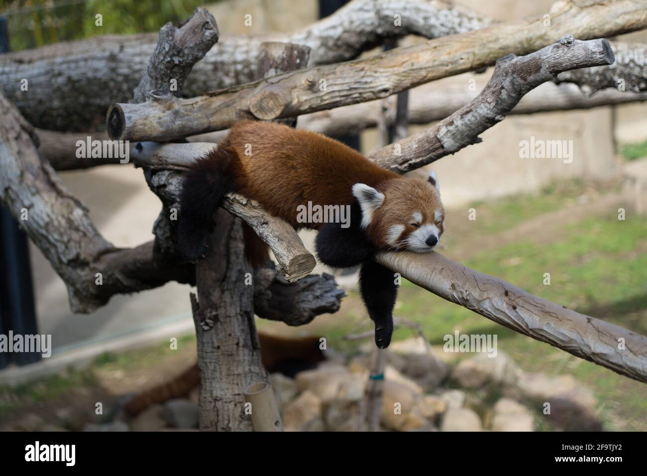Panda rouge dormant en rondins Banque D'Images