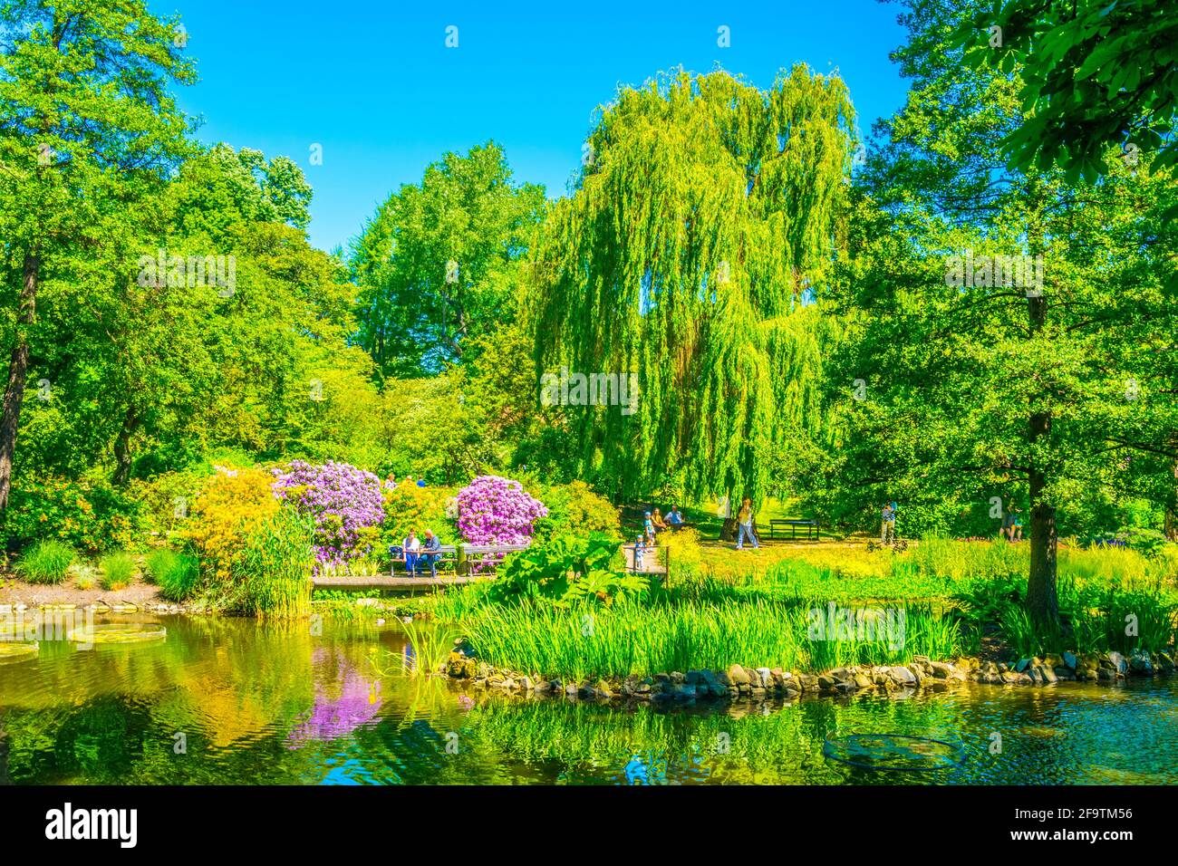 Un lac ornemental à l'intérieur du jardin botanique de l'Université de Wroclaw, Pologne Banque D'Images