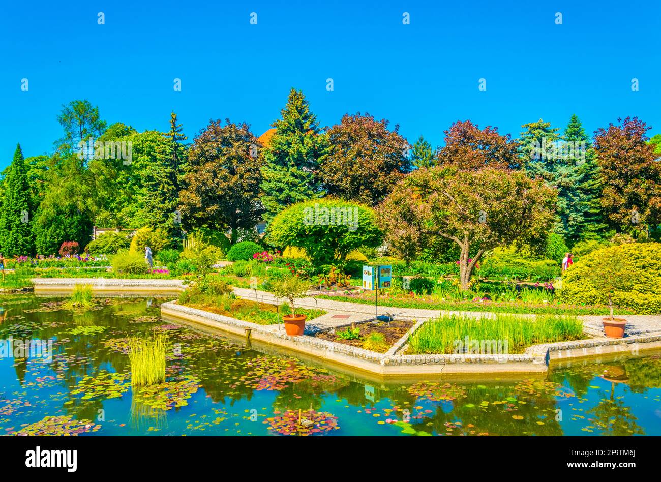 Un lac ornemental à l'intérieur du jardin botanique de l'Université de Wroclaw, Pologne Banque D'Images