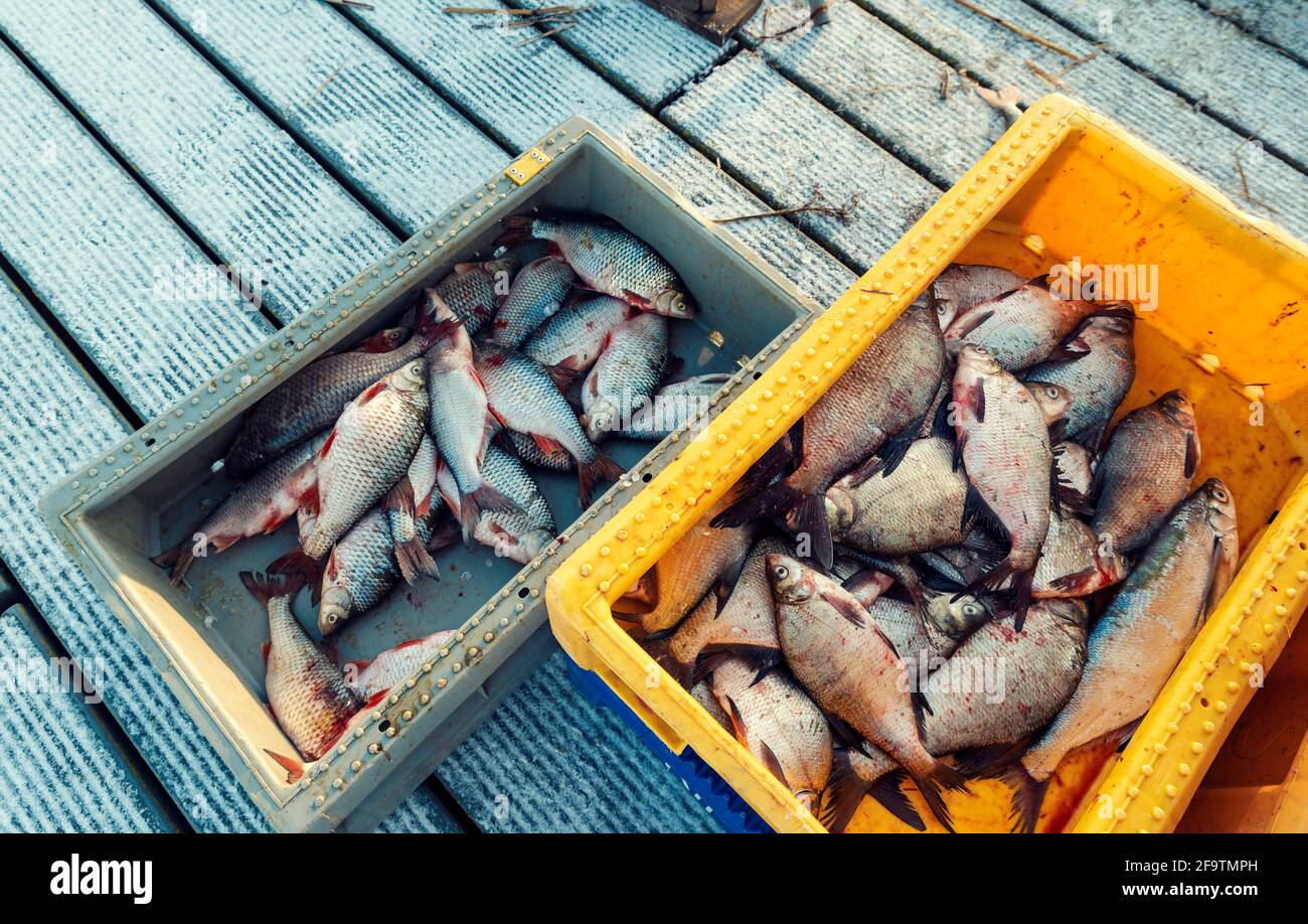 Beaucoup de poissons dans un bateau dans une caisse en plastique horizontal image sans personne Banque D'Images